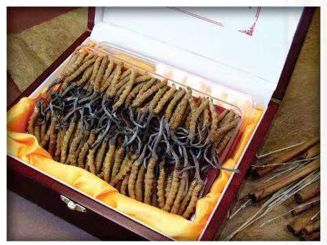 惠来冬虫夏草回收